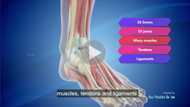 Foot & Ankle Anatomy