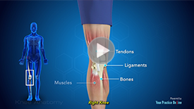 Knee Anatomy